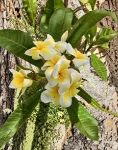Plumeria Cutting 6-8 Inch Yellow Flower Frangipani Temple Tree Unrooted Live Plant