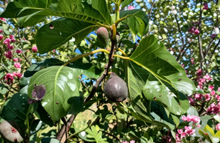 Violetta de Bordeaux Fig Tree Cuttings - 3 Unrooted Ficus Carica Cuttings for Rooting and Propagation