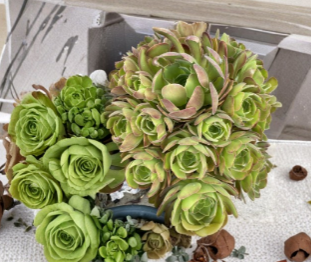 5 Aeonium Succulent Cuttings 3 Inch Unrooted Rosette for Container Gardening - Aeonium spp.