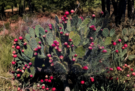 Prickly Pear Cactus Cutting - Fresh Unrooted Pad - Opuntia Chlorotica - Succulent Desert Plant for Propagation