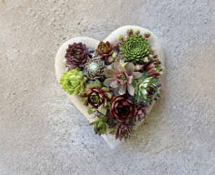 Live Succulent Collection Set of 6, Colorful Sempervivum Varieties, Hardy Hens and Chicks Plants