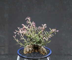 Monadenium Rubellum Seeds 5 Pack - Caudex Succulent for Bonsai Style Plant Collection and Growing