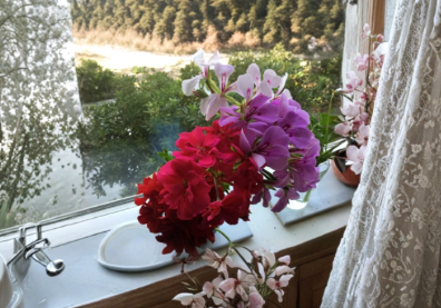 Ivy Geranium Cuttings - 12 Mixed Color Unrooted Cuttings - Pelargonium Peltatum - Ideal for Hanging Baskets and Containers