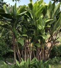 50 Hawaiian Green Ti Leaf Cuttings - 6 Inch Starter Logs - Cordyline Fruticosa