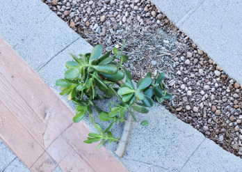 Large Jade Plant Cutting 1 Inch Diameter Crassula Ovata Unrooted Succulent for Propagation Indoor Houseplant