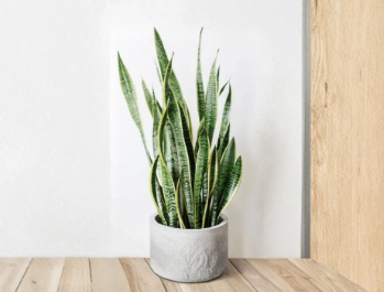 Snake Plant Cuttings Set of 3 - Dracaena trifasciata Unrooted Leaf Clippings for Propagation and Home Decor