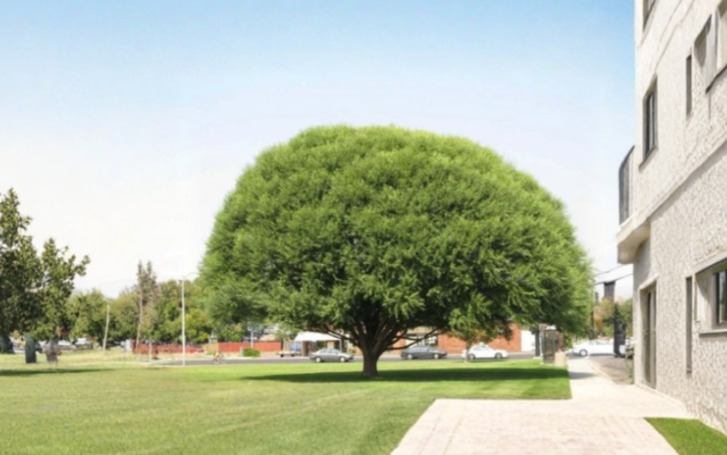 15 Globe Willow Tree Cuttings - Salix for Propagation, Landscape, Screening Plant