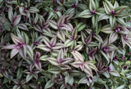 Tradescantia Zebrina Cuttings 6 Count - Purple Trailing Plant for Rooting - Live Indoor Houseplant Vine