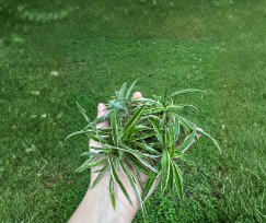 Reverse Variegated Spider Plant Cuttings 10 Unrooted Pieces Chlorophytum comosum Indoor Houseplant for Propagation