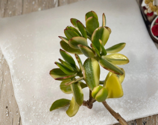 Lemon Lime Jade Cutting - 4 Inch Variegated Succulent Starter - Crassula Ovata - Unrooted for Indoor Planting