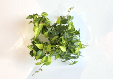 Philodendron Brasil Cuttings 2-3 Pieces Unrooted Indoor Houseplant, Green Foliage with Yellow Variegation, Philodendron hederaceum