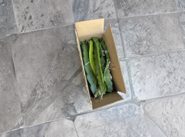 10 Unrooted Dragon Fruit Cuttings 8-14 Inch Pitaya Cactus for Propagation - Labeled Variety