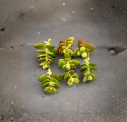 3 Mini Jade Plant Cuttings - 3 Inch Crassula Ovata - Green Red Succulent - Unrooted Stems