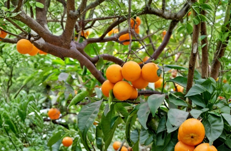 California Navel Orange Scion Cuttings 6-8 Inch Grafting Wood Citrus Sinensis for Fruit Tree Propagation