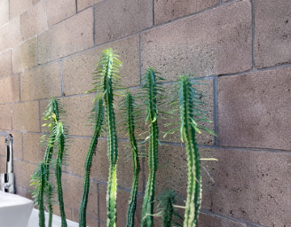 Euphorbia Loricata Unrooted Cutting - African Palm Tree Succulent Plant - 6 Inch Live Cutting