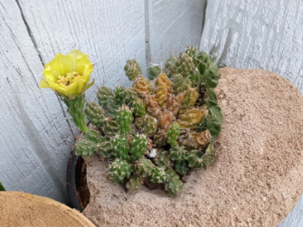 Rare Cactus Cuttings 4 Pack, Grusonia Bulbispina, Unrooted Desert Starter, Mat Forming, Durango Zacatecas