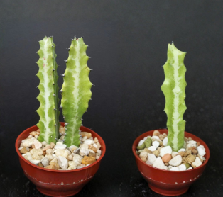 Euphorbia Lactea Dragon Bone Cactus Live Succulent 4 Inch Pot Candelabra Plant - Unique Indoor Decor