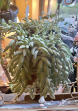 Burros Tail Succulent Cutting - Live Unrooted Sedum Morganianum - Trailing Houseplant