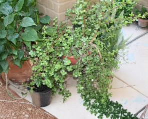 Elephant Bush Cuttings 5 Pack Unrooted Portulacaria Afra Succulent Stems for Propagation