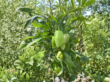 Kendall's Gold Pepino Melon Cuttings 6 Pack - Unrooted Solanum Muricatum Fruit Vine Starter for Propagation
