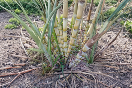 Yellow Sugarcane Cuttings 10 Pack, 12-Inch Stems, 2-3 Nodes, Unrooted - Saccharum Officinarum for Planting