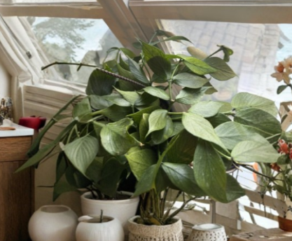 Hoya Polyneura Cutting - 1 Node Fresh Live Unrooted Fishbone Hoya - Rare Trailing Houseplant for Propagation