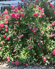 Climbing Rose Cuttings 8 Unrooted Stems Live Plant for Rooting or Grafting - Rosa spp.