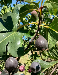 Violetta de Bordeaux Fig Cuttings - 6 Live Hardwood Cuttings for Planting - Ficus carica
