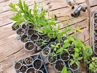 Florida Live Oak Tree Starter Plant 6-10 Inch Quercus Virginiana Evergreen Shade Tree