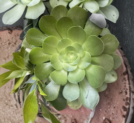 Aeonium Arboreum Succulent Cuttings Set of 3 Large Rosettes Unrooted Plants