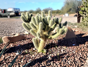 Teddy Bear Cholla Cuttings 2 Pack Unrooted Cylindropuntia Bigelovii Ornamental Cactus for Propagation