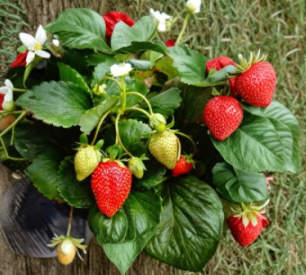 10 Bare Root Fort Laramie Everbearing Strawberry Plants, Fragaria, Cold Hardy Garden Berry