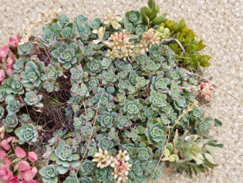 Aeonium Kiwi Succulent Cuttings - 8 Inch Unrooted Variegated Rosette - Propagation Ready - Perfect for Plant Lovers