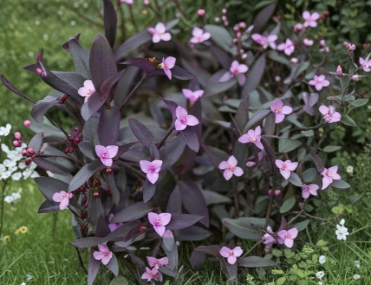 Purple Heart Cuttings Set of 5 - Tradescantia Pallida Unrooted 6-Inch Indoor Outdoor Vine Plant for Propagation