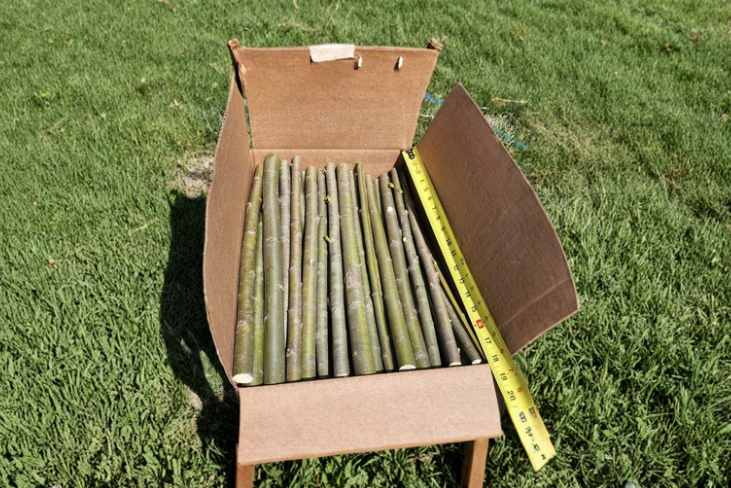 Austree Hybrid Willow Cuttings - 15 Pack, 18 Inch Tree Stems for Fast Growing Privacy - Salix × sepulcralis