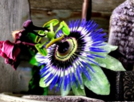 Blue Crown Passion Flower Starter Plant - Passiflora caerulea Live Rooted Vine for Garden or Containers - Ornamental Climber