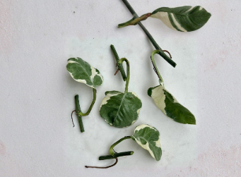 Pothos Cuttings Set of 5 - Pearls and Jade Variegated Devil's Ivy - Indoor Houseplant Unrooted