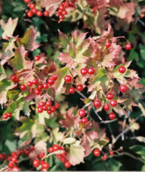 Viburnum Cuttings Set of 8 Eastern Snowball Chervona Kalyna Flowering Scions - Viburnum opulus