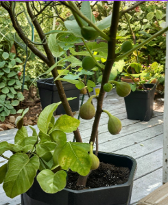 Teramo Fig Cuttings Set of 3 - Early Season Unrooted Fig Tree Cuttings for Planting - Ficus carica
