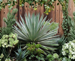Agave Baby Plants - 5 Caribbean Agave Offsets (Agave angustifolia Variegata) - Live Succulents for Containers