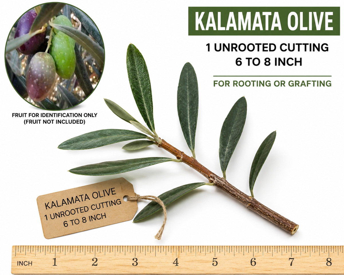 Kalamata Olive Cutting - 6 to 8 Inch Unrooted - Olea europaea - Ideal for Propagation and Grafting