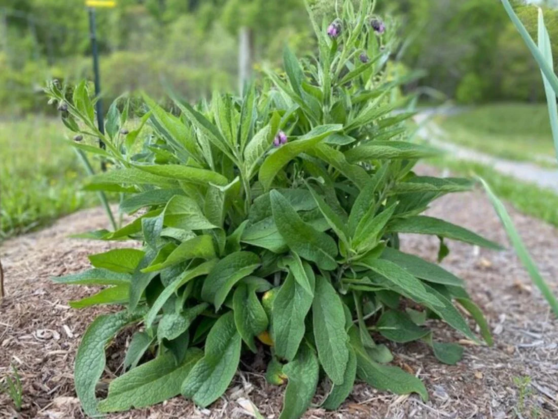 4 Live Comfrey Root Cuttings | 3–4" Bocking 4 Variety | Organic Medicinal Plant | Pollinator Friendly, Permaculture Essential