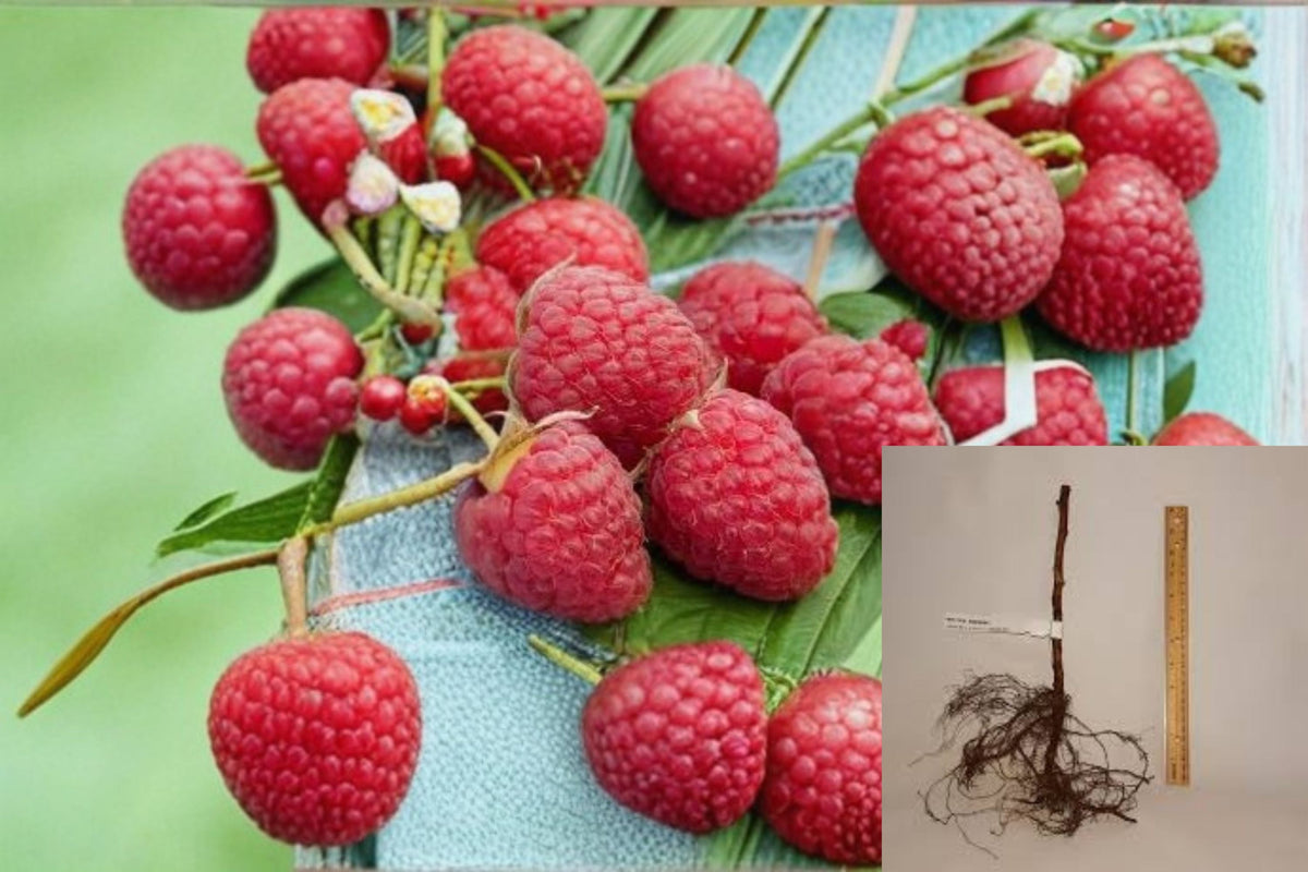 Heritage Raspberry Cuttings 10 Pack - Everbearing Red Berries - Rubus idaeus - Ideal for Propagation and Home Orchard