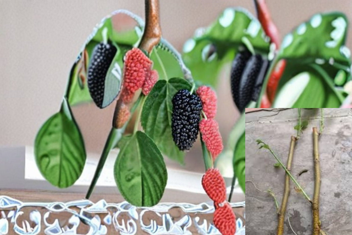 Red Mulberry Cuttings 12 Pack - Morus rubra - Unrooted Deciduous Fruit Tree for Propagation and Wildlife Garden