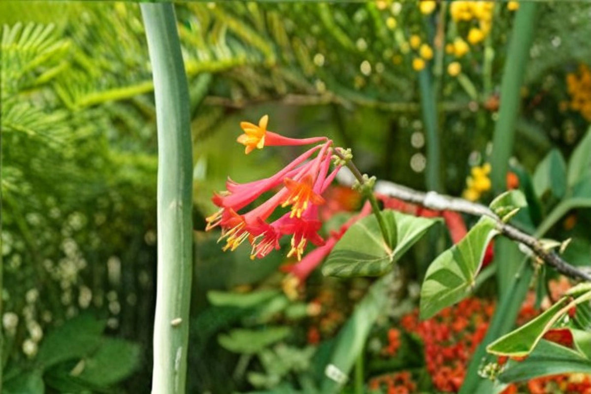 Coral Honeysuckle Cuttings 6 Unrooted Red Flowering Vine Lonicera sempervirens - Native Climbing Plant for Gardens