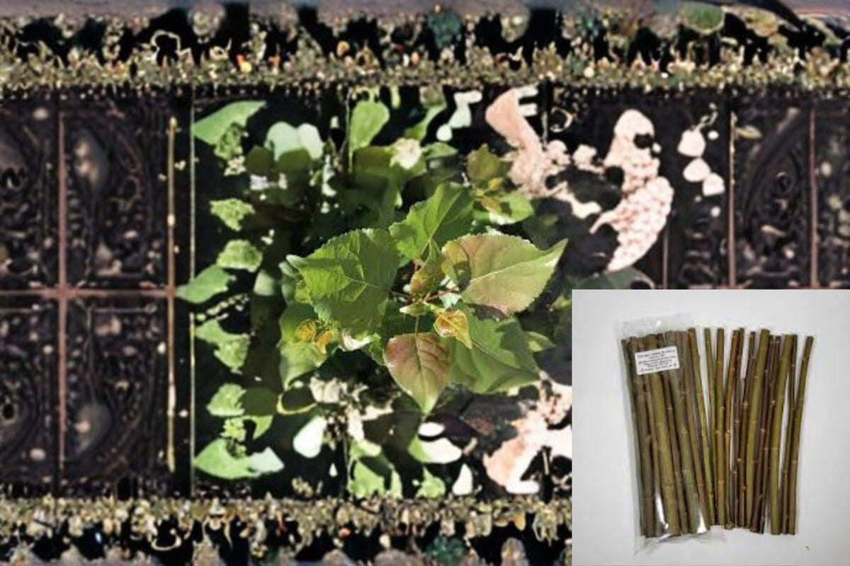 Hybrid Poplar Cuttings 20 Pack - Fast Growing Shade Tree - Populus OP-367 - Unrooted Dormant Wood for Propagation