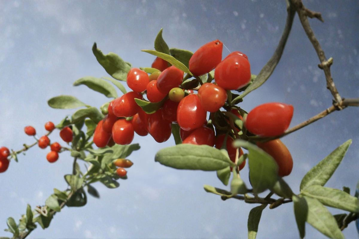 Goji Berry Cuttings - 10 Propagation-Ready Cuttings - Lycium barbarum - Edible Fruit Shrub - Red Berries
