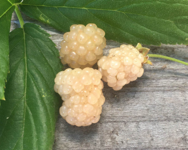 Snowbank White Blackberry Plant | Live Bare Root Starter | Rubus | Rare White Berries for Garden or Patio