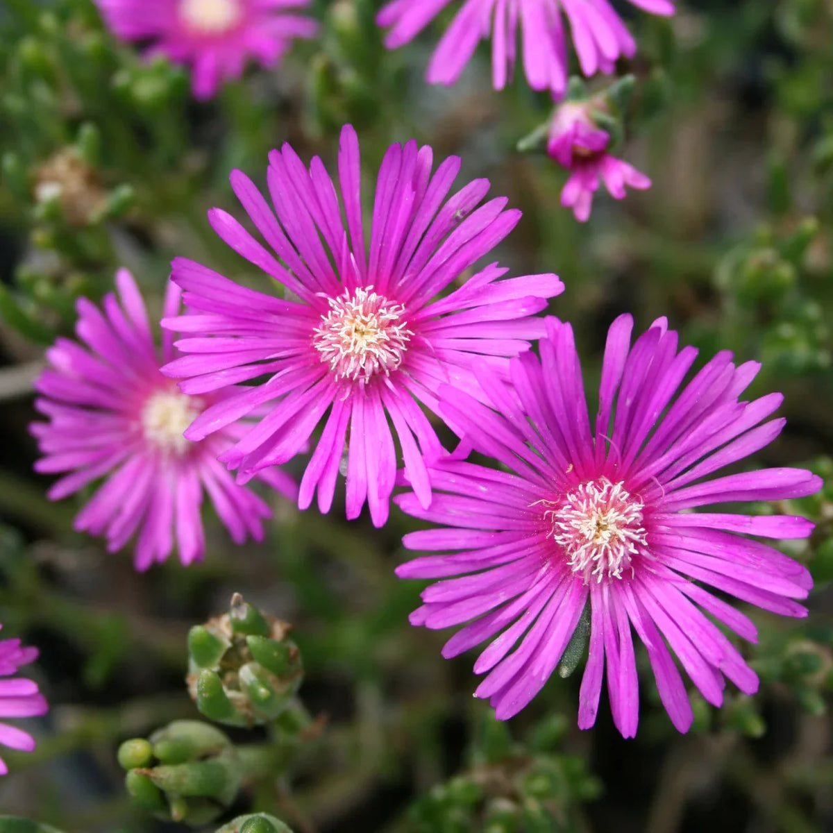 6 Ice Plant Cuttings | 4–7” Unrooted Succulent Stems | Purple Pink Ground Cover | Delosperma or Lampranthus