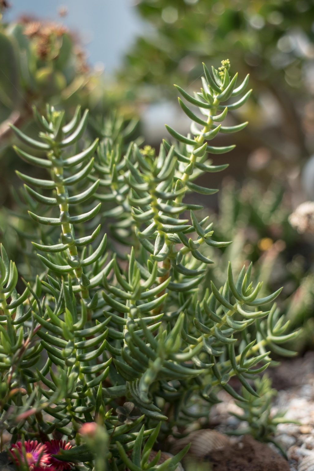 Mini Pine Tree Succulent Cuttings - 7 Live Crassula Tetragona - Rare Bonsai-Like Plant - Easy to Grow & Propagate